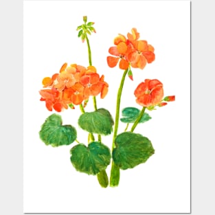 orange geranium flowers watercolor Posters and Art